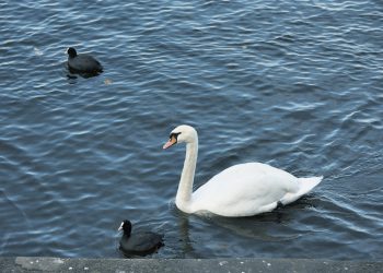 Alsterschwan